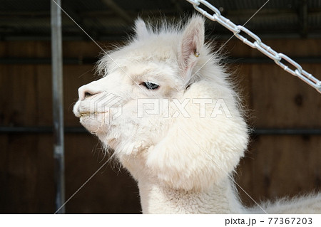 アルパカはロバのように小さいようで結構大きくてびっくりしました 顔は人間よりも大きいですの写真素材