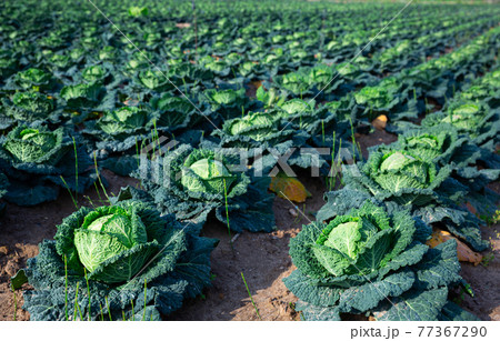 Ripe cabbage growing on summer field Ripe cabbage growing on summer field 77367290