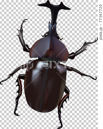 Realistic Beetle Stock Illustration