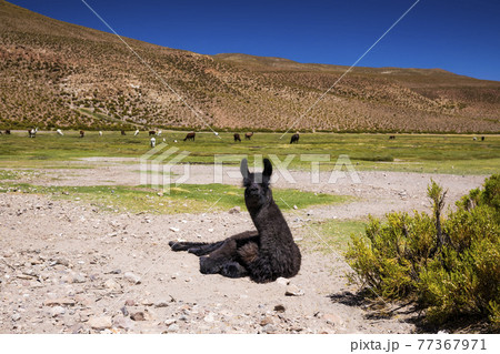Llama on the Altilpano plateau, Bolivia. 77367971