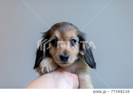 仔犬 カニンヘンダックスフンド 仔犬 カニンヘンダックスフンド 77368216