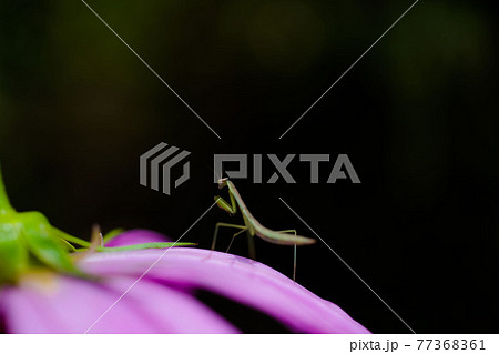 カマキリと花2 カマキリと花2 77368361