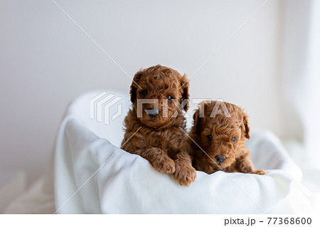 仔犬　トイプードル 77368600