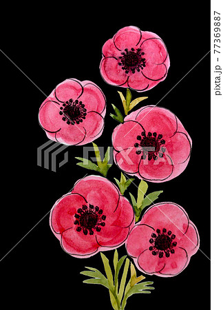 赤い アネモネ 素材 水彩 手描き イラスト 黒い背景のイラスト素材