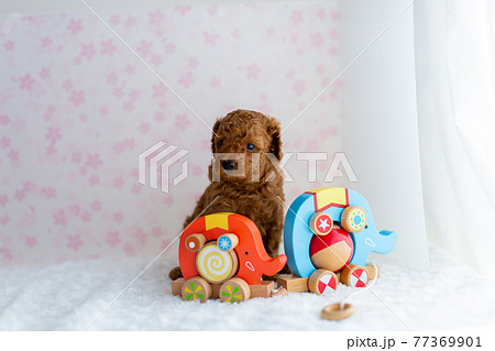 生後1ヶ月 トイプードルの仔犬 生後1ヶ月 トイプードルの仔犬 77369901