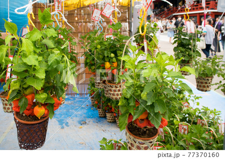 浅草　ほおずき市 77370160