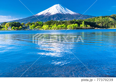 《山梨県》初夏の富士山・河口湖湖畔の眺め 77370239