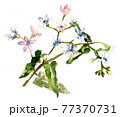 ブルースター　水彩画です 77370731