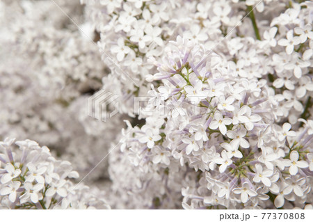 image of lilac flower background image of lilac flower background 77370808