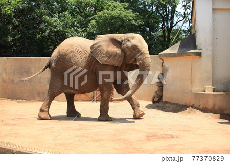 大牟田市 動物園 ぞう、 大牟田市 動物園 ぞう、 77370829