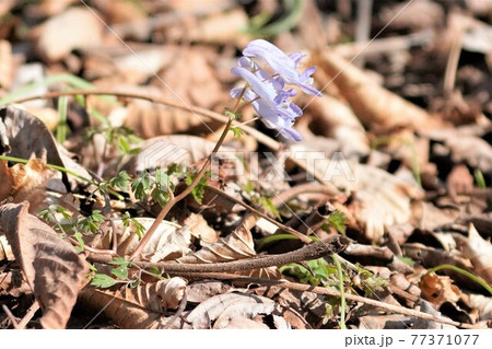 綺麗に咲き誇る延胡索の花 綺麗に咲き誇る延胡索の花 77371077