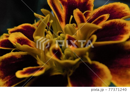 野に咲く華麗な一凛の花千寿菊 野に咲く華麗な一凛の花千寿菊 77371240