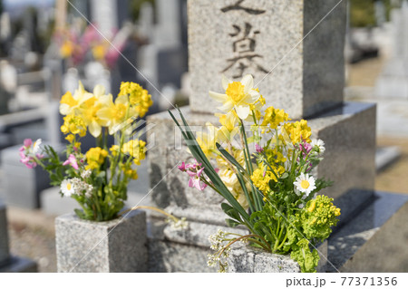 お墓と水仙の花の写真素材
