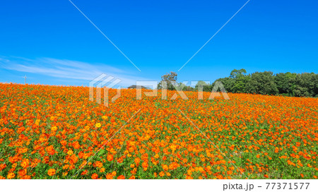 愛知牧場、満開のコスモス〈愛知県日進市〉 77371577