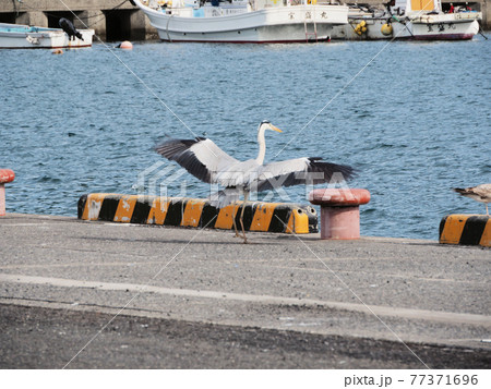内之浦港のアオサギ　鹿児島県肝属郡肝付町南方 77371696