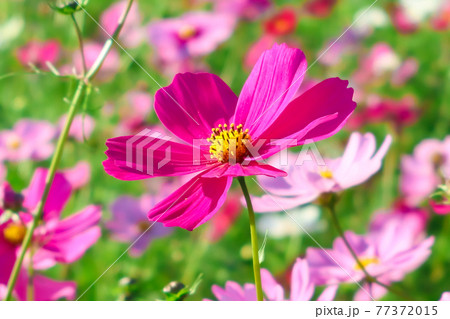 コスモス・秋の気配イメージ コスモス・秋の気配イメージ 77372015