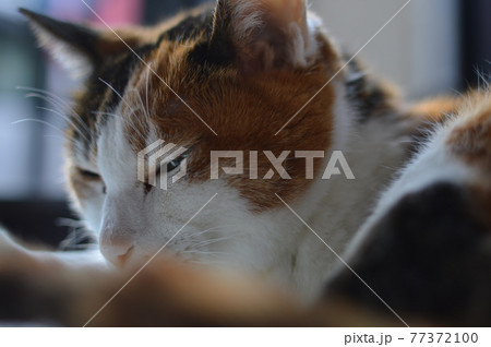 猫の横顔 猫の横顔 77372100