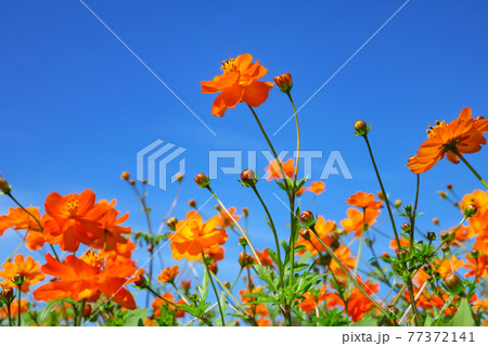 キバナコスモス・秋イメージ 77372141