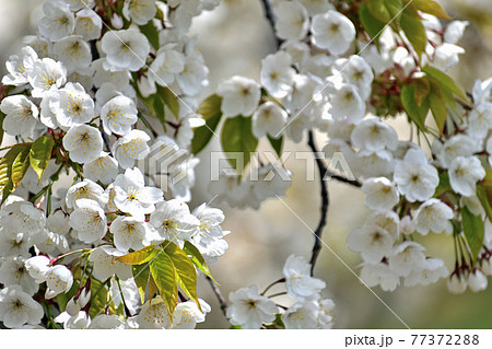 山桜 白い花アップ 山桜 白い花アップ 77372288