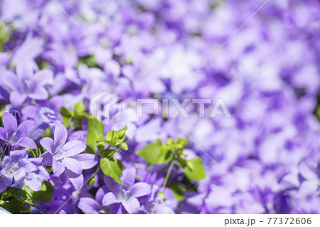 花 見よ ライラック 77372606