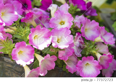 花 ピンク 万 77372723