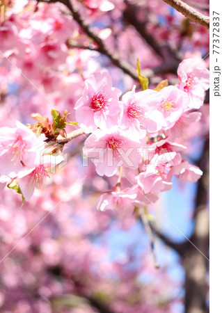 さくら 桜 サクラ 満開 綺麗 落ち着いた 綺麗 美しい パステル 新生活 卒業 入学 の写真素材