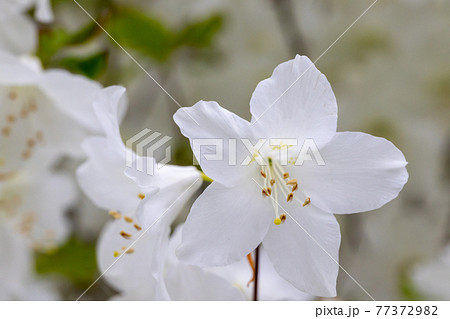 白い花のアザレア ツツジ と白い背景の写真素材