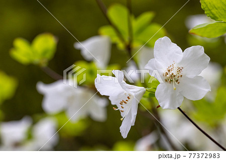 アザレア ツツジ の白い花と背景のボケの写真素材