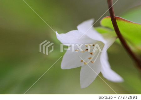 春の白いアザレア ツツジ と緑背景の写真素材