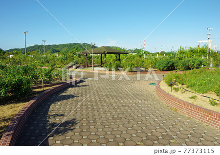 瀬戸内しまなみ海道のよしうみバラ公園 瀬戸内しまなみ海道のよしうみバラ公園 77373115
