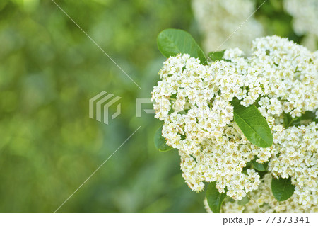 花 万 バック 77373341