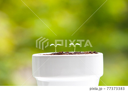 植物 芽 植木鉢 77373383