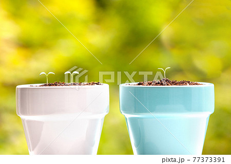 植物 芽 植木鉢 77373391