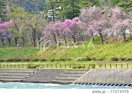 【群馬県利根郡】春の水上 諏訪峡 桜並木 【群馬県利根郡】春の水上 諏訪峡 桜並木 77373470