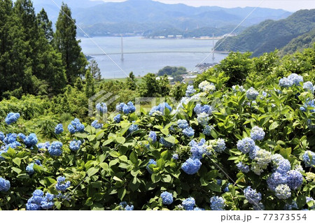 舞鶴自然文化園より舞鶴湾を望む 77373554