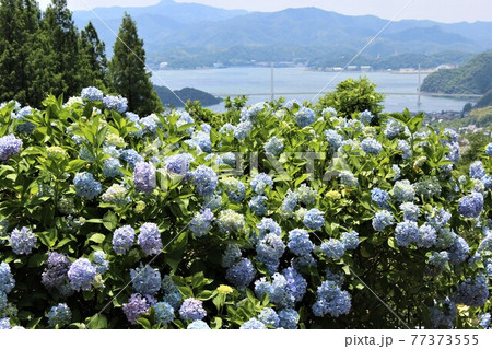 舞鶴湾を見下ろす高台にあるあじさい園 77373555