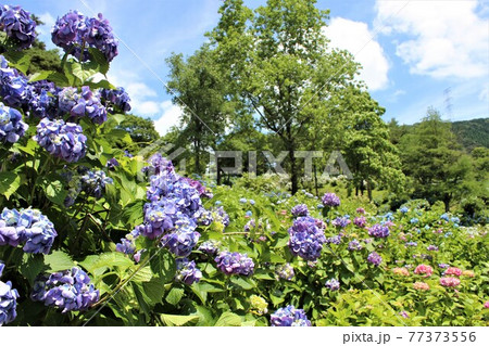 樹々の合間を縫って紫陽花の一本道の写真素材