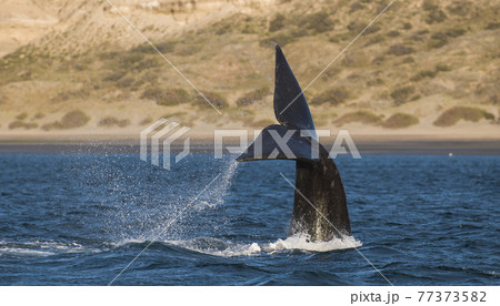 Whale Patagonia Argentina Whale Patagonia Argentina 77373582