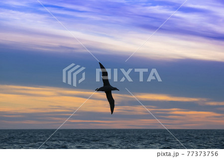 Southern gigant petrel.Patagonia Argentina 77373756