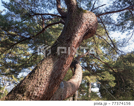 早春の栗林公園 早春の栗林公園 77374156