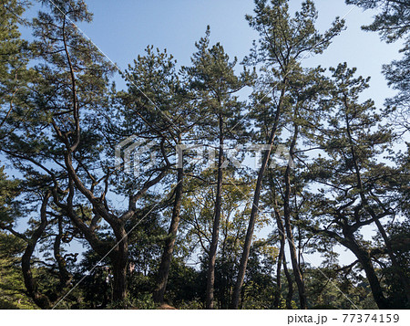 早春の栗林公園 77374159