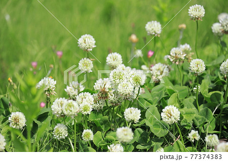 身近な草花　白詰草（シロツメクサ）  　 77374383