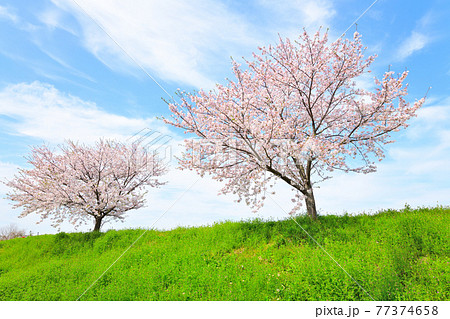 春の風景 桜の花の写真素材