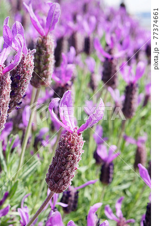 公園に咲くラベンダーの花 公園に咲くラベンダーの花 77374661
