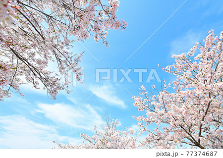 春の風景　桜の花 77374687