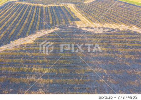 Aerial top view of black burn dry grass, rice and crops field in agriculture concept. Nature landscape background in Thailand. Harvest. drought. 77374805