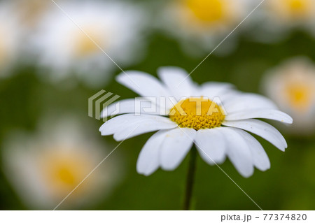 美しい白いマーガレットの花と背景のボケ 美しい白いマーガレットの花と背景のボケ 77374820