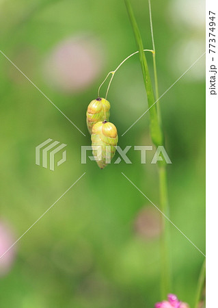 風にゆれるコバンソウ(春から初夏にかけて) 風にゆれるコバンソウ(春から初夏にかけて) 77374947