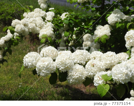 満開のオオデマリ 77375154