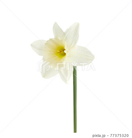 Beautiful narcissus flower isolated on white background, inclusive clipping path. 77375320